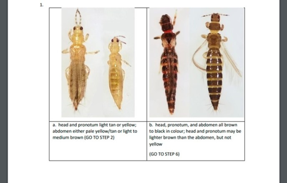 tobacco thrips Thrips: Going Dark for Winter – ONGreenhouseVegetables